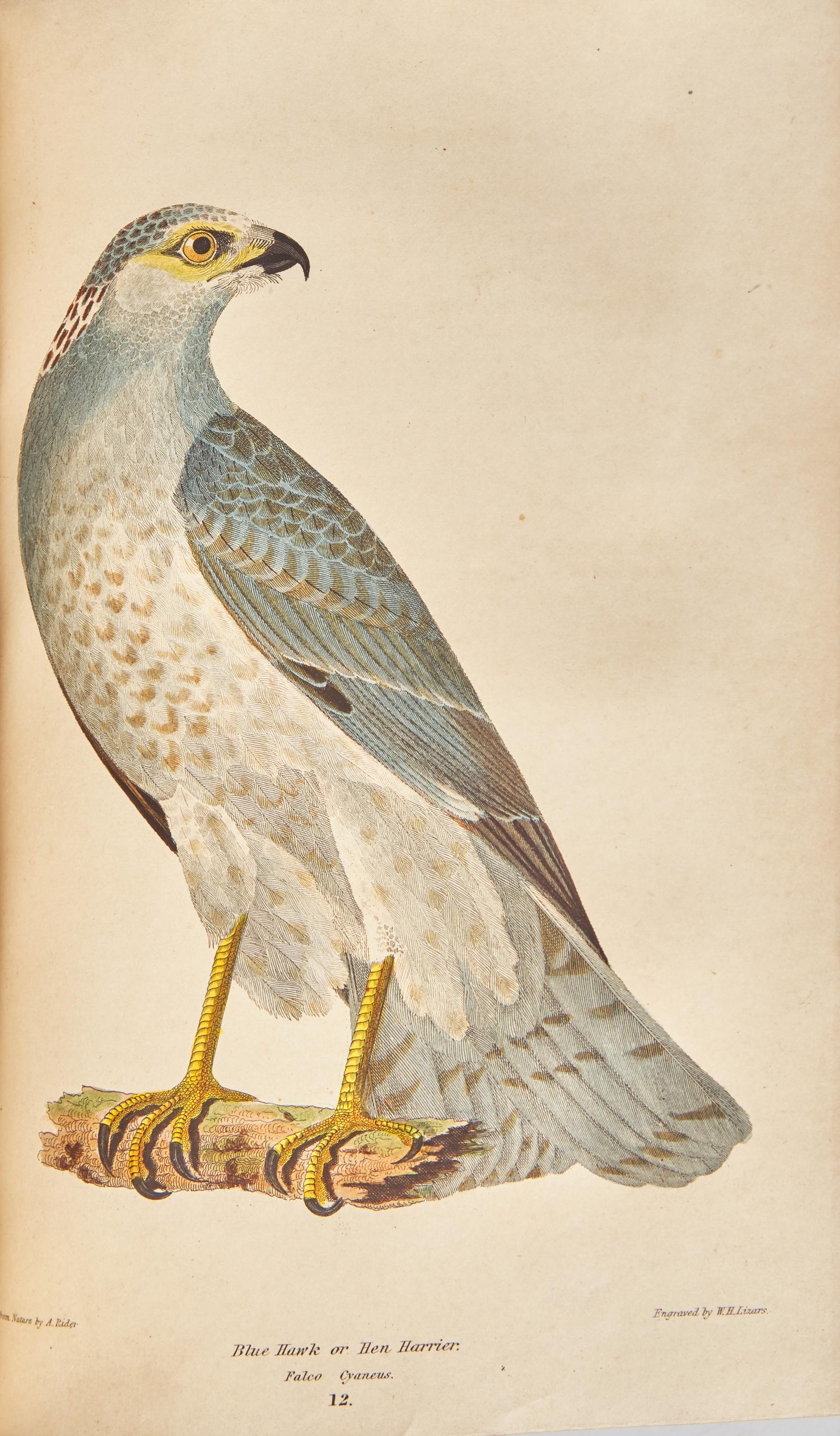 [Natural History] Wilson, Alexander, and Charles Lucian Bonaparte. American Ornithology; or, The Natural History of the Birds of the United States
