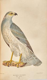 [Natural History] Wilson, Alexander, and Charles Lucian Bonaparte. American Ornithology; or, The Natural History of the Birds of the United States