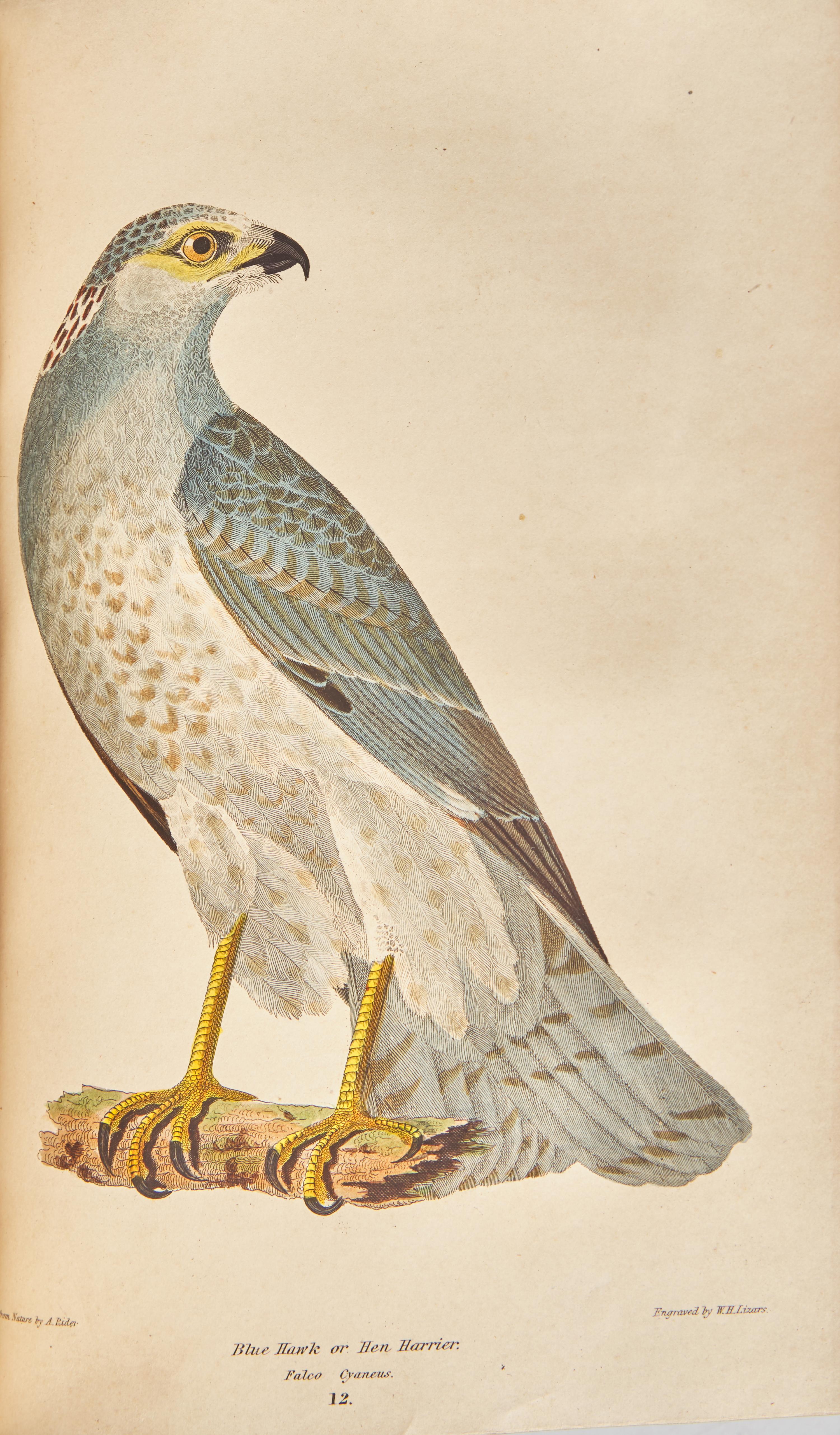 [Natural History] Wilson, Alexander, and Charles Lucian Bonaparte. American Ornithology; or, The Natural History of the Birds of the United States