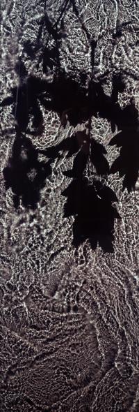 Susan Derges, (British, b. 1955), The River Taw (Rhododendron) 8 June 1998, No. 2, 1998