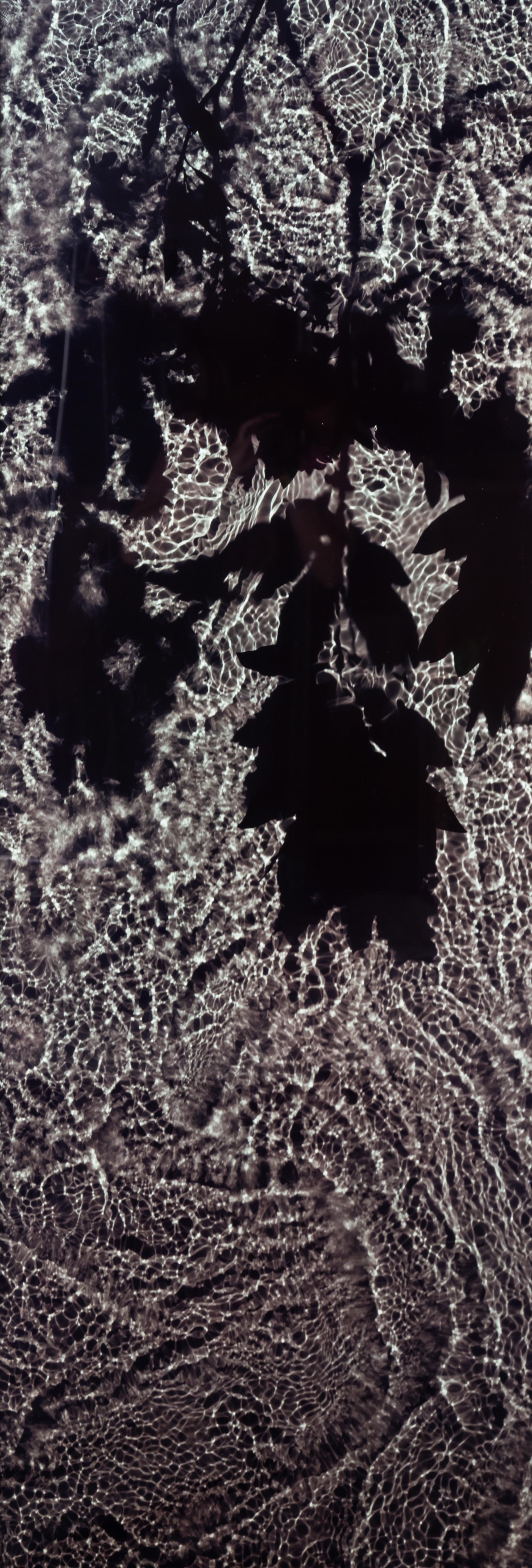 Susan Derges, (British, b. 1955), The River Taw (Rhododendron) 8 June 1998, No. 2, 1998