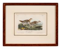 Grouped, see item 1 | A Group of Four Prints of Ground Fowl and Woodpeckers, after John James Audubon (1785-1851)