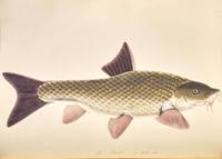 [Fishing] Bowdich, (Sarah): The Fresh-Water Fishes of Great Britain...