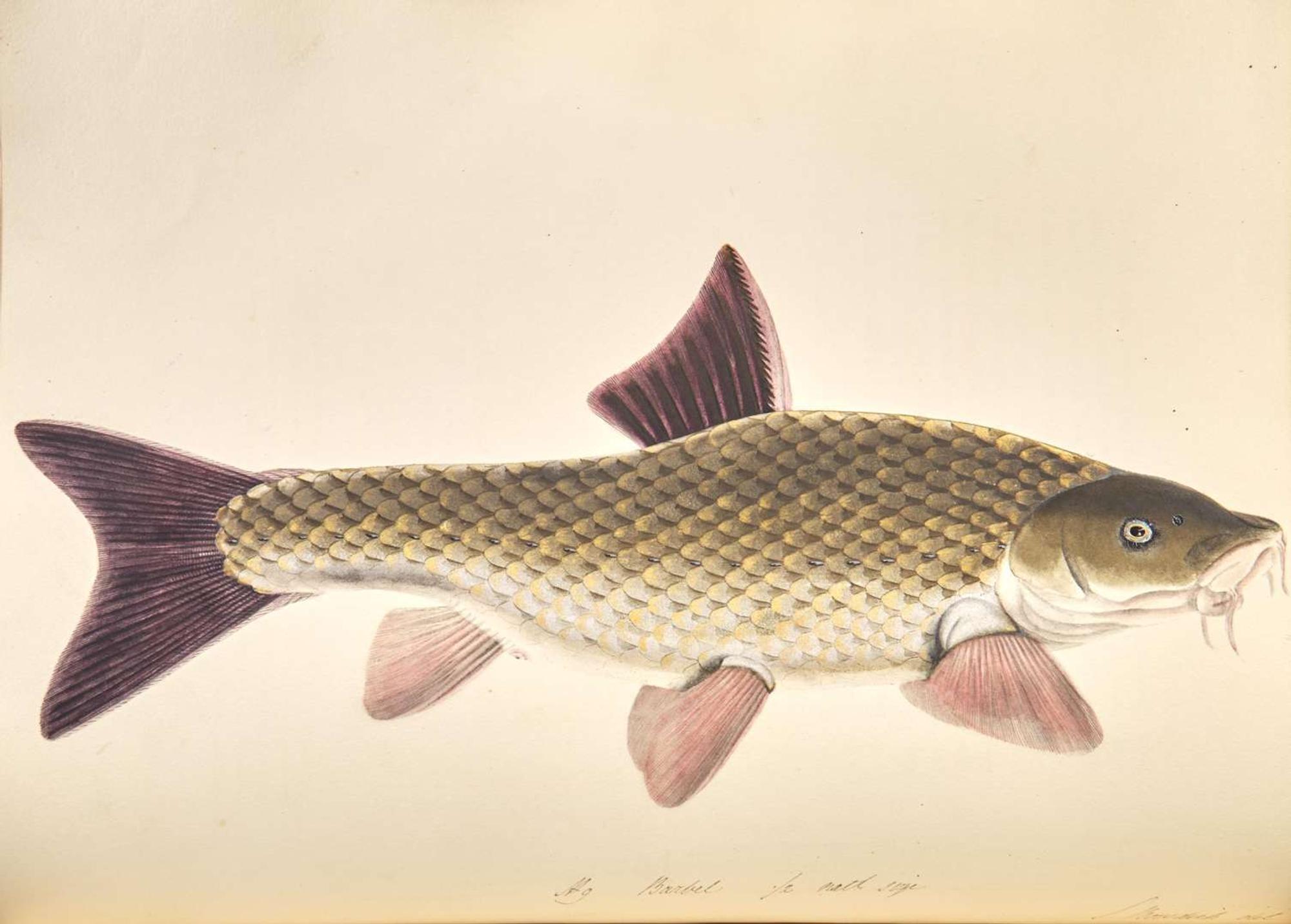 [Fishing] Bowdich, (Sarah): The Fresh-Water Fishes of Great Britain...