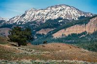 Yellowstone Country Grizzly , edition 79/1500