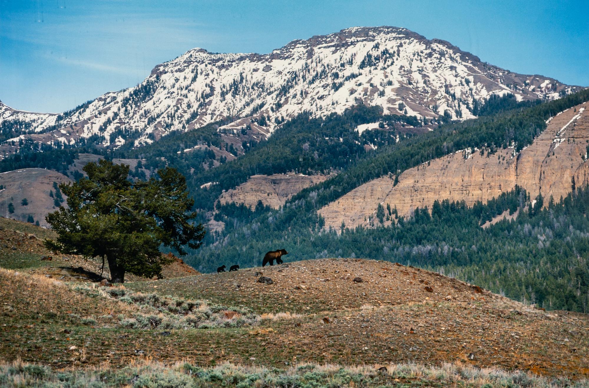 Yellowstone Country Grizzly , edition 79/1500