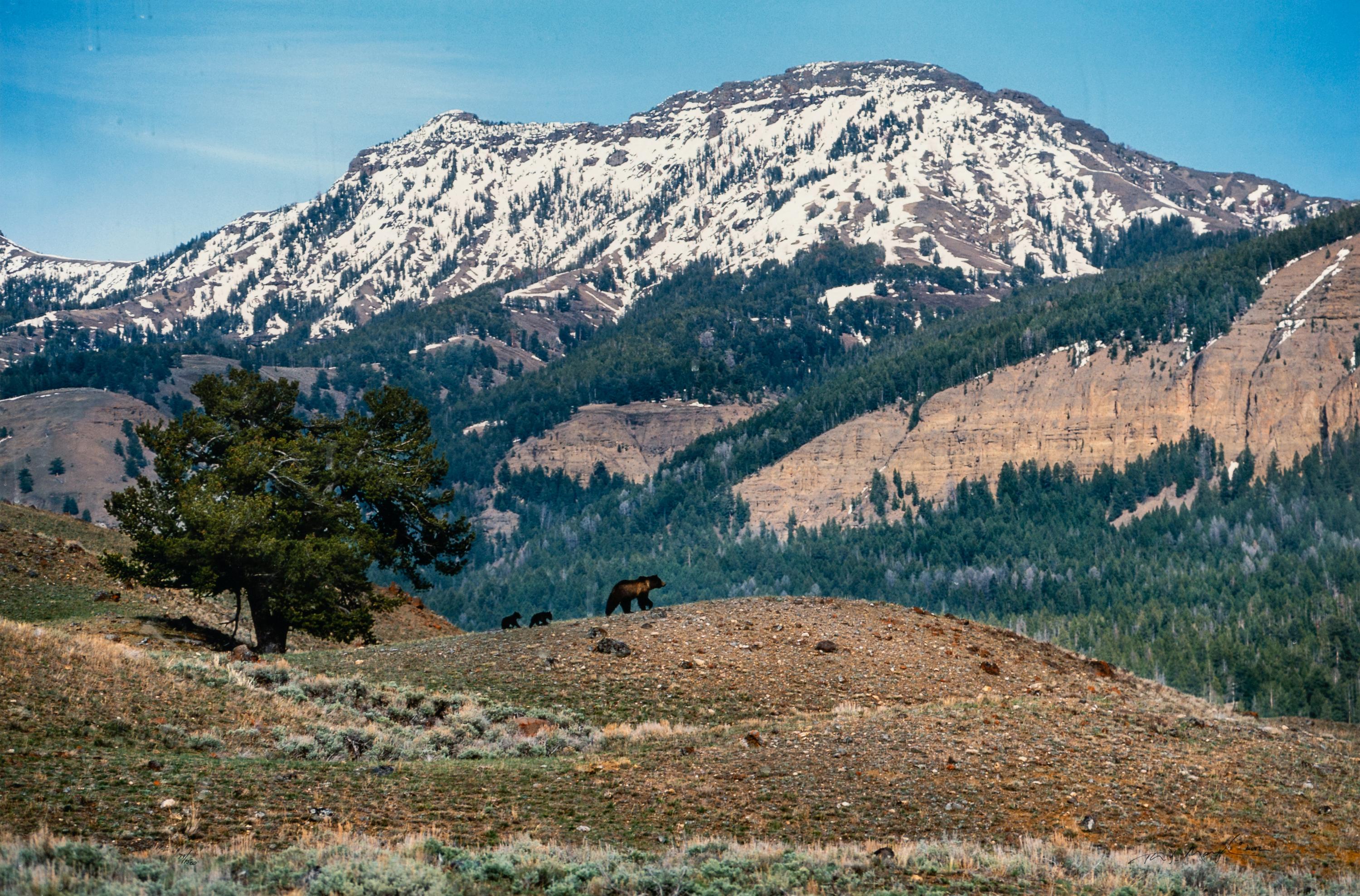 Yellowstone Country Grizzly , edition 79/1500