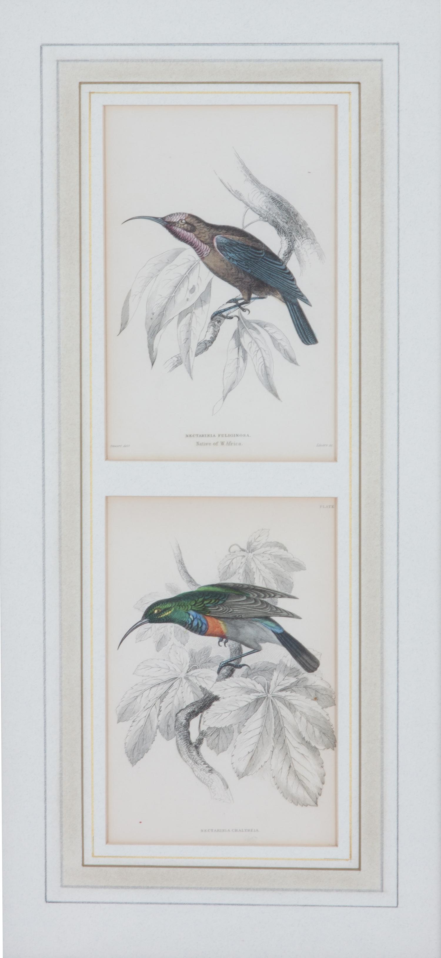 A Set of Seven Hand-colored Bird Engravings Height of largest frame 17 1/2 x width 8 1/2 inches. — After William Home Lizars, (Scottish, 1788-1859)