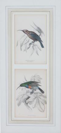 A Set of Seven Hand-colored Bird Engravings Height of largest frame 17 1/2 x width 8 1/2 inches. — After William Home Lizars, (Scottish, 1788-1859)