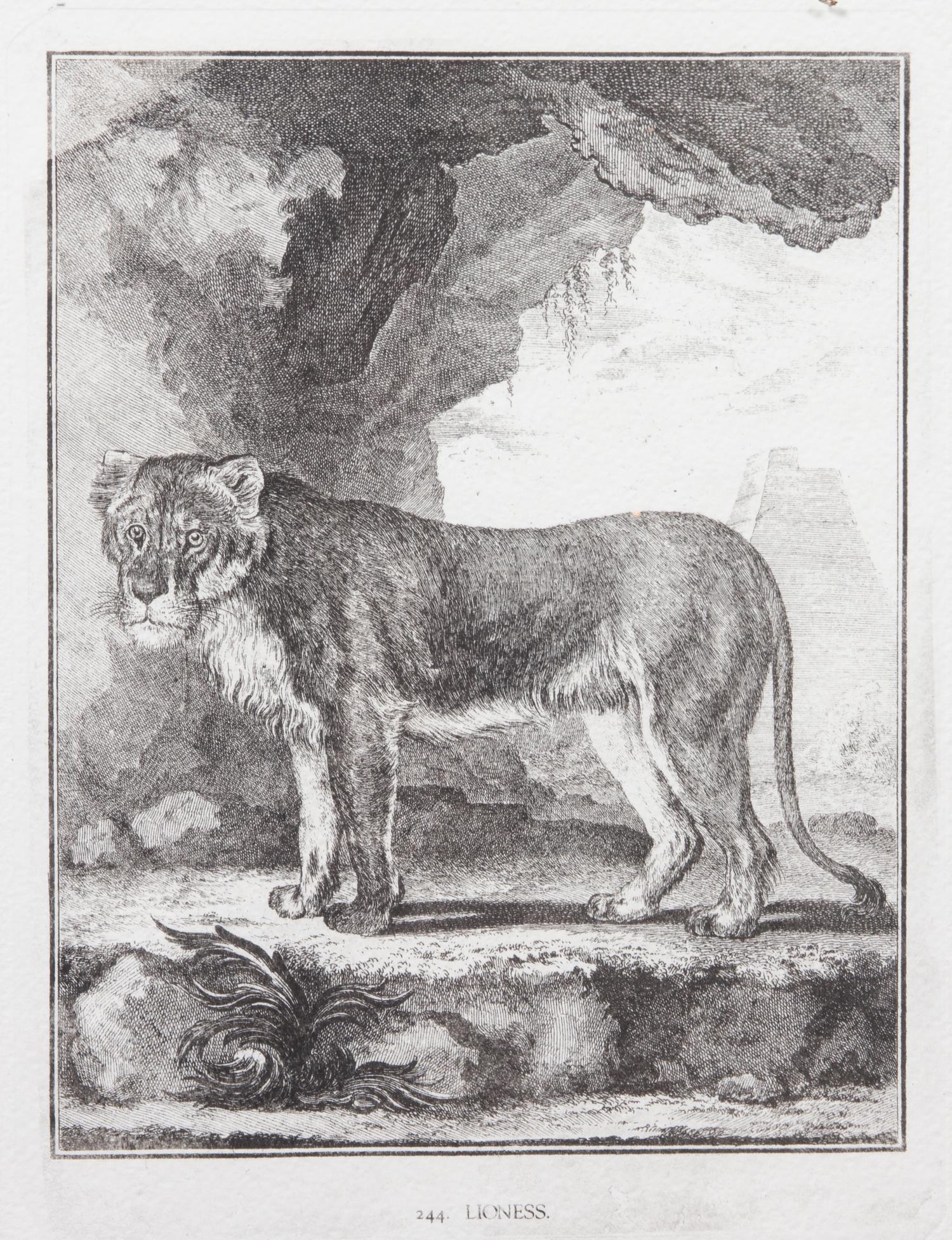 A Collection of Twenty Framed Black & White Animal Prints Framed size 21 3/4 x 19 1/2 inches. — 20TH CENTURY