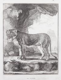 A Collection of Twenty Framed Black & White Animal Prints Framed size 21 3/4 x 19 1/2 inches. — 20TH CENTURY