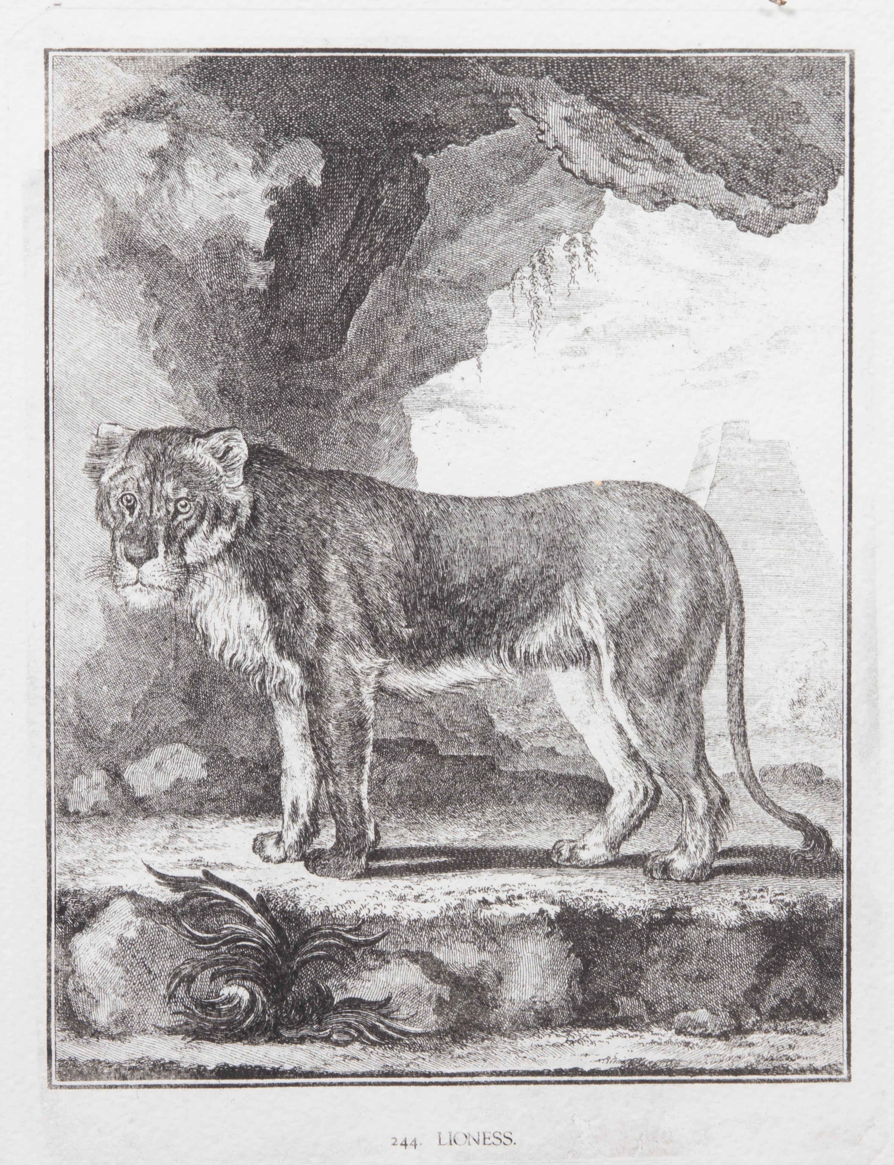 A Collection of Twenty Framed Black & White Animal Prints Framed size 21 3/4 x 19 1/2 inches. — 20TH CENTURY