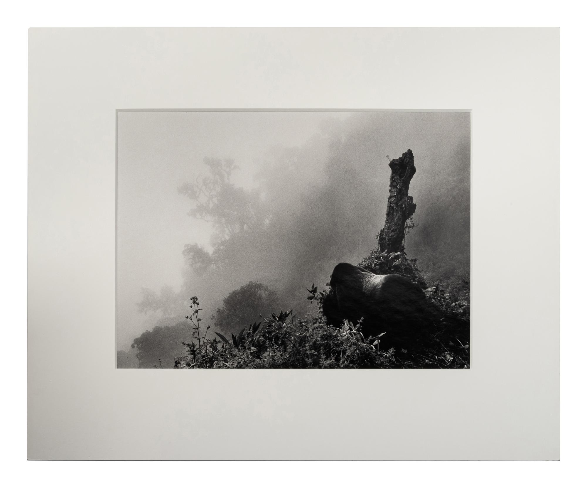 Sebastião Salgado (born 1944) Ubumbwe (Silverback mountain gorilla – leader of the Amahoro group) in Mist over the Forest of the Bisoke Volcano, Rwanda, from "Genesis," 2004