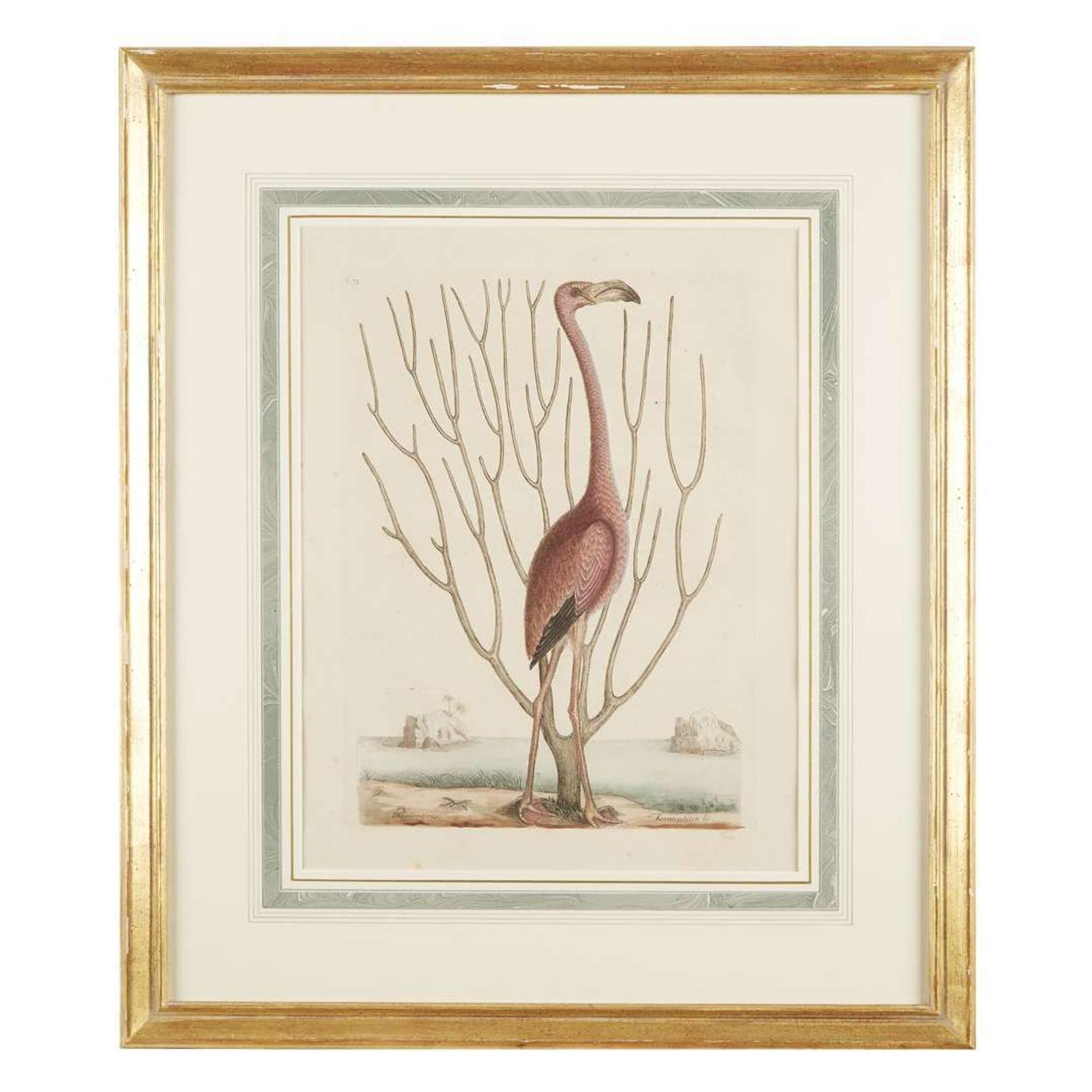 MARK CATESBY (BRITISH 1679-1749) "THE FLAMINGO" FROM THE NATURAL HISTORY OF CAROLINA, FLORIDA AND THE BAHAMA ISLANDS