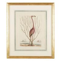 MARK CATESBY (BRITISH 1679-1749) "THE FLAMINGO" FROM THE NATURAL HISTORY OF CAROLINA, FLORIDA AND THE BAHAMA ISLANDS