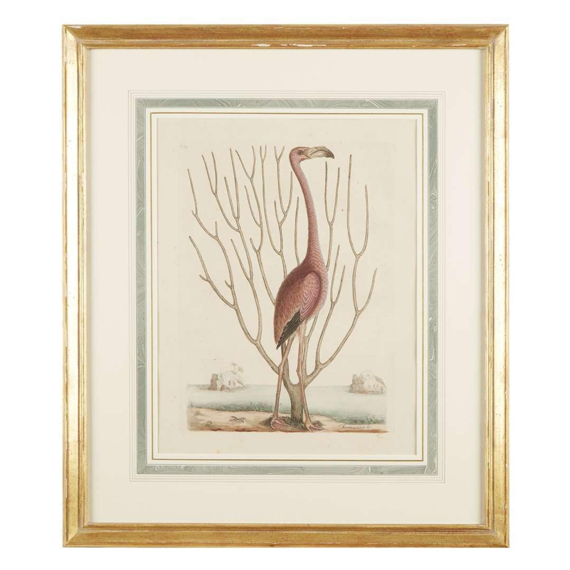 MARK CATESBY (BRITISH 1679-1749) "THE FLAMINGO" FROM THE NATURAL HISTORY OF CAROLINA, FLORIDA AND THE BAHAMA ISLANDS