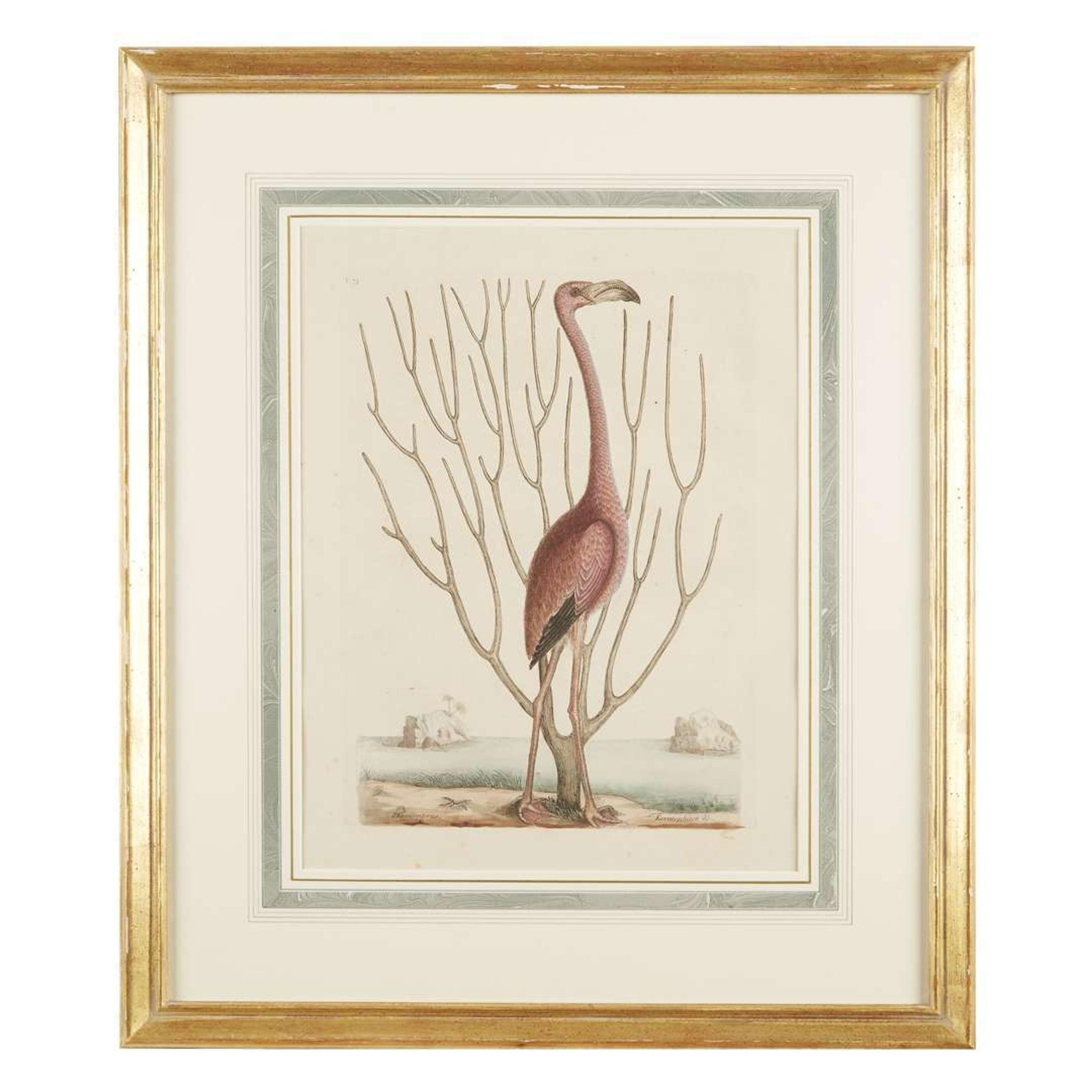 MARK CATESBY (BRITISH 1679-1749) "THE FLAMINGO" FROM THE NATURAL HISTORY OF CAROLINA, FLORIDA AND THE BAHAMA ISLANDS
