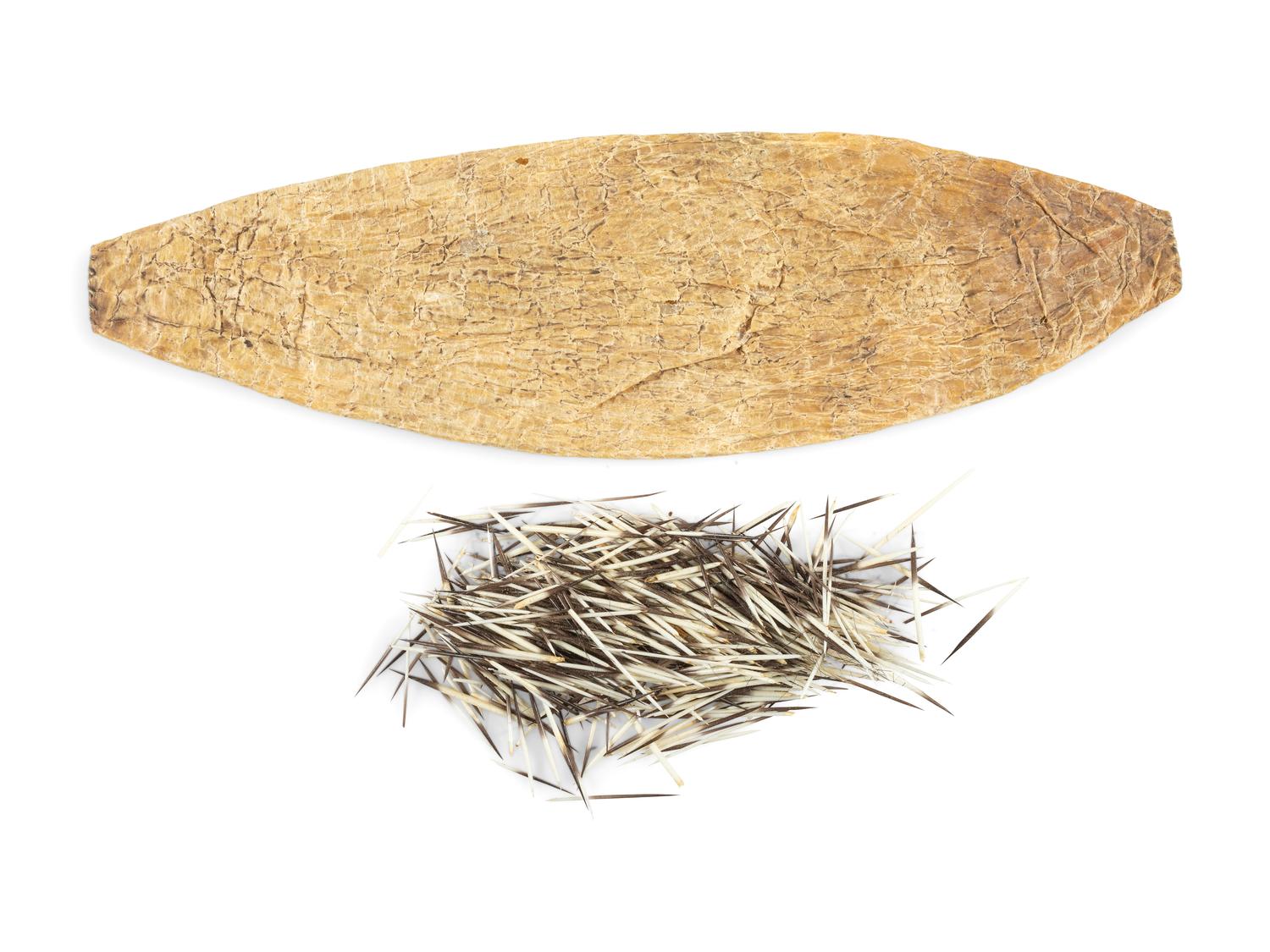 Plains Quill Container