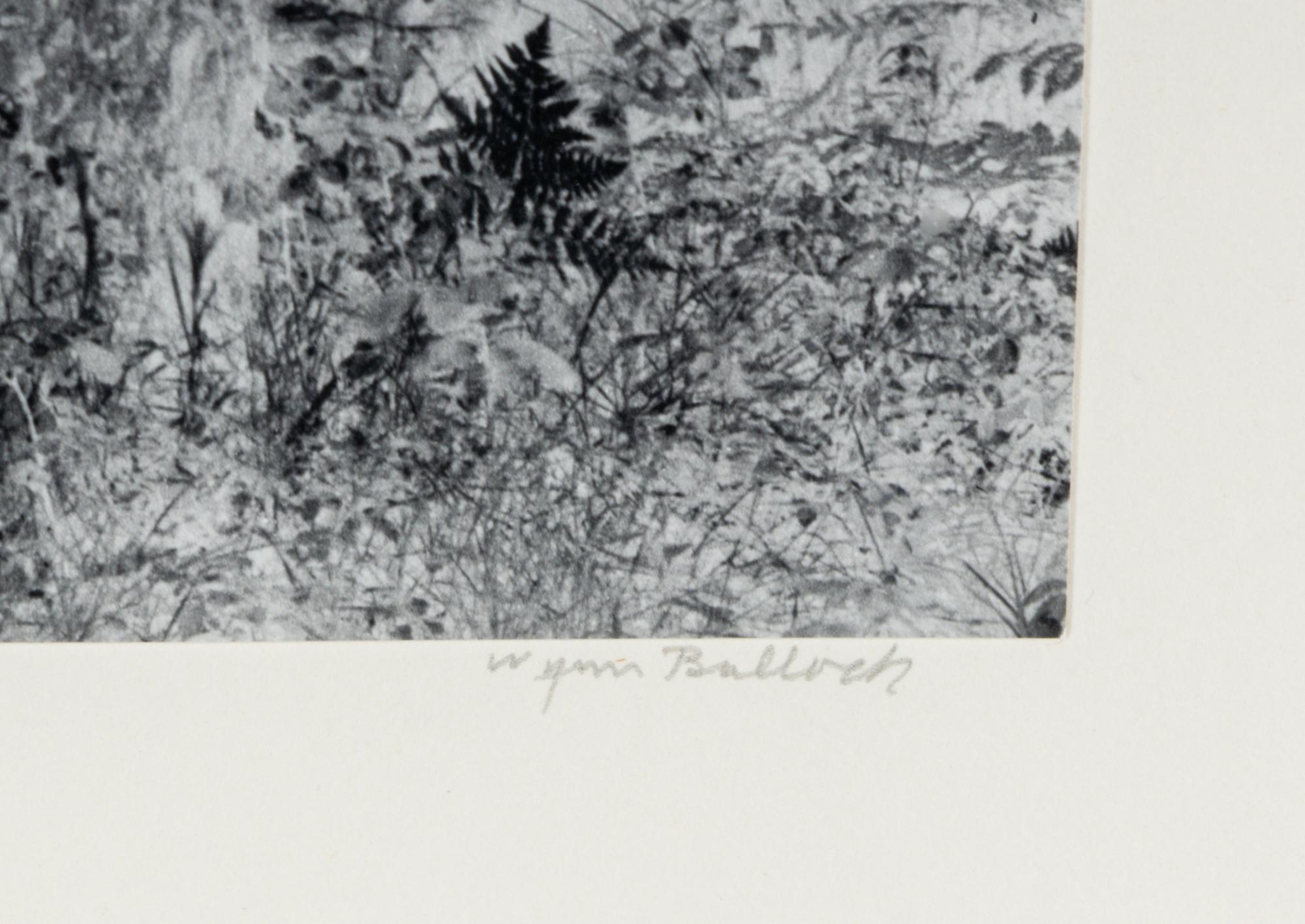 Untitled (Forest), 1970