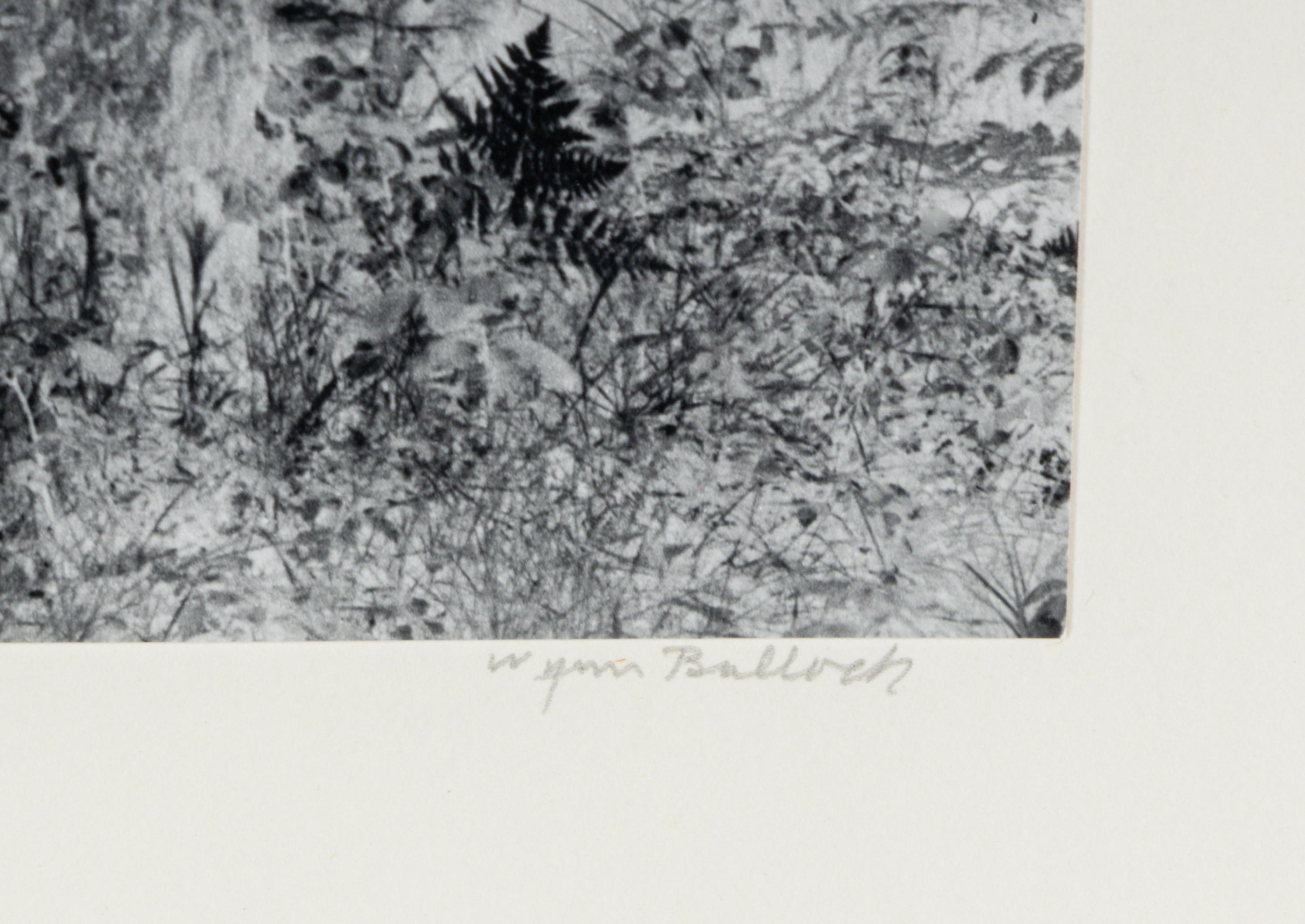 Untitled (Forest), 1970