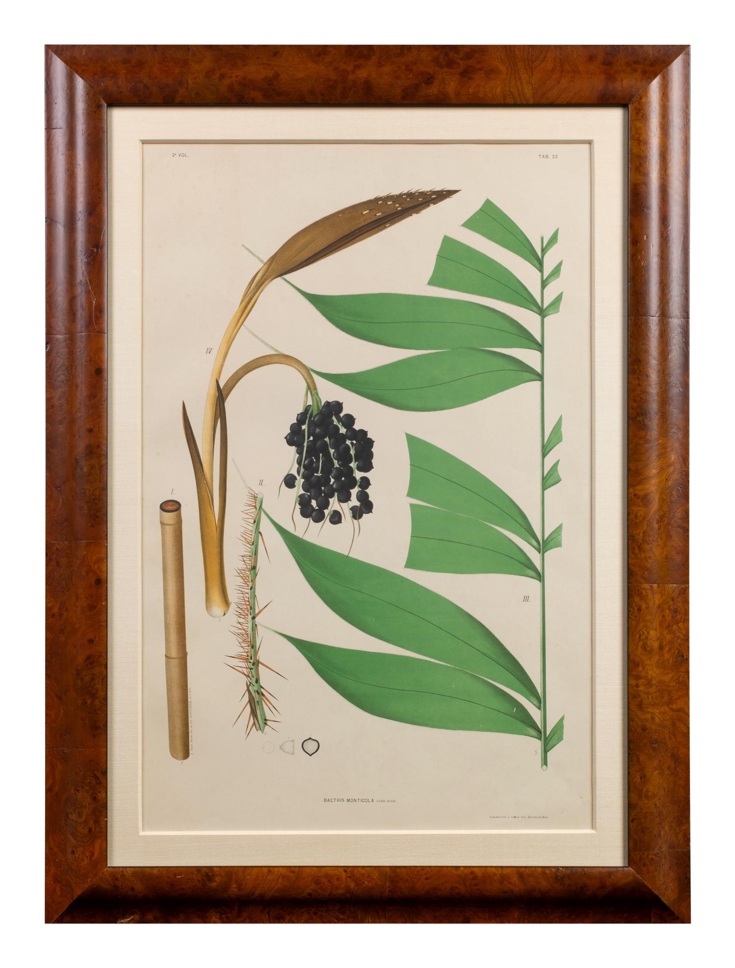 A Set of Eight Framed Botanical Chromolithographs — J Goffin Fils, Bruxelles