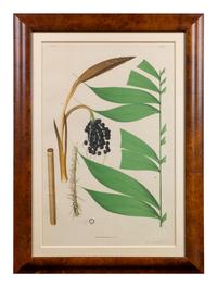 A Set of Eight Framed Botanical Chromolithographs — J Goffin Fils, Bruxelles