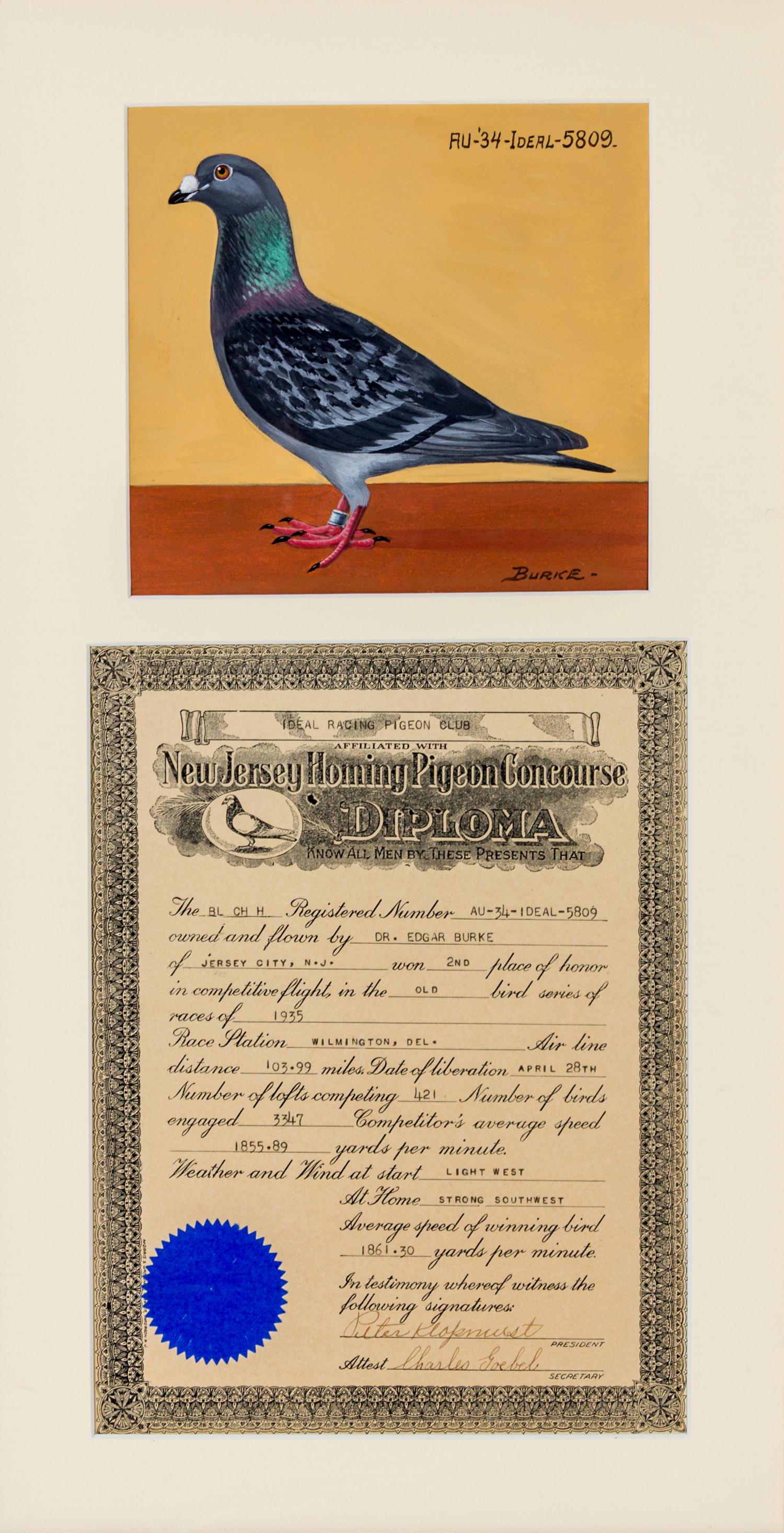 BURKE, DR. EDGAR. An archive of 12 gouache paintings of Dr. Burke's racing pigeons