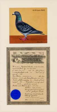 BURKE, DR. EDGAR. An archive of 12 gouache paintings of Dr. Burke's racing pigeons