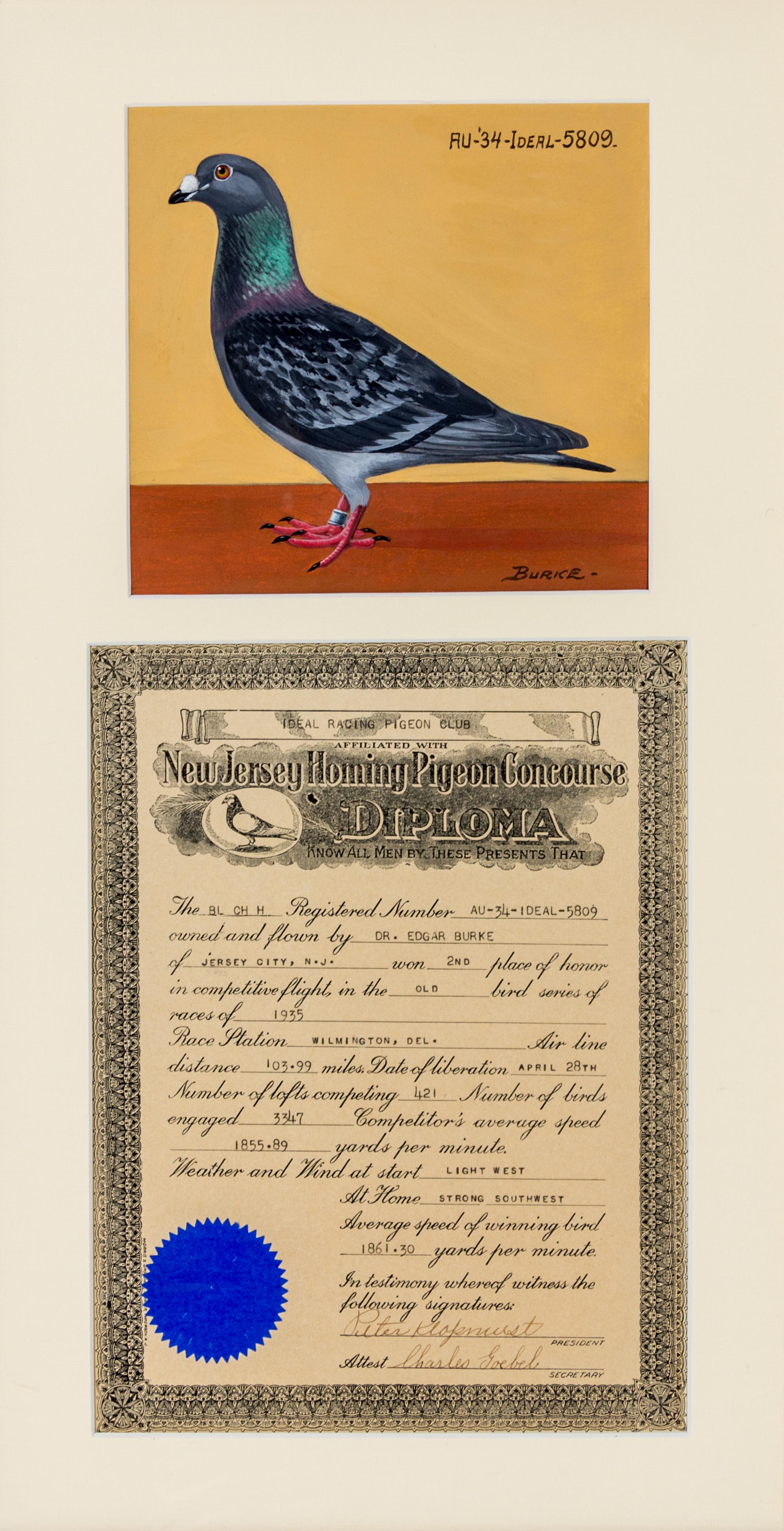 BURKE, DR. EDGAR. An archive of 12 gouache paintings of Dr. Burke's racing pigeons