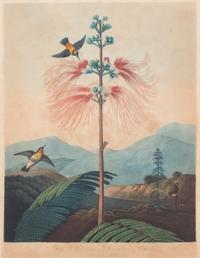 A Group of Seven Hand Colored Engravings Largest 27 x 21 inches. — 19TH CENTURY