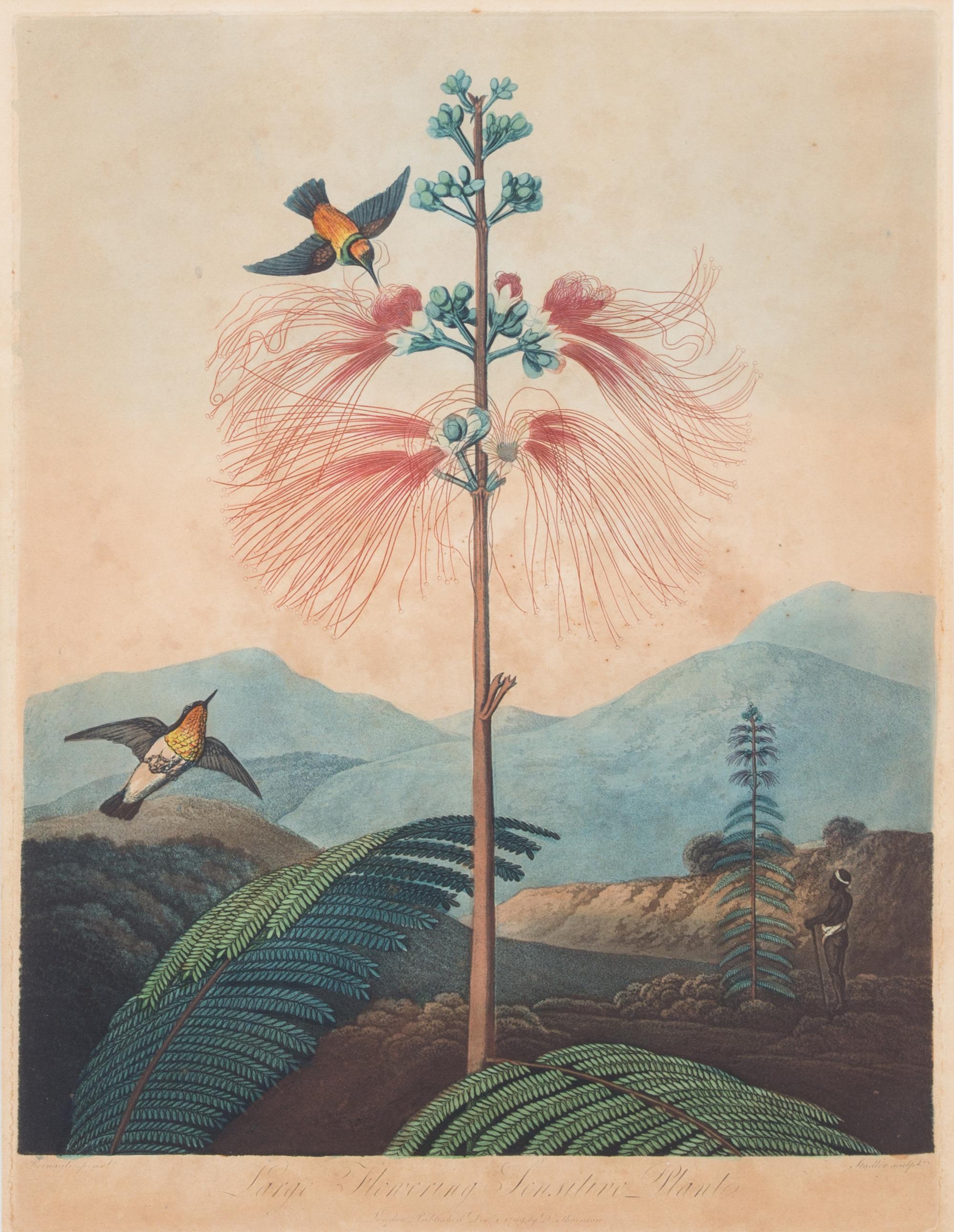 A Group of Seven Hand Colored Engravings Largest 27 x 21 inches. — 19TH CENTURY