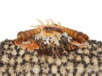 A Grotto Style Shell Encrusted Domed-Top Trunk