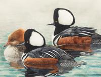 Hooded Merganser