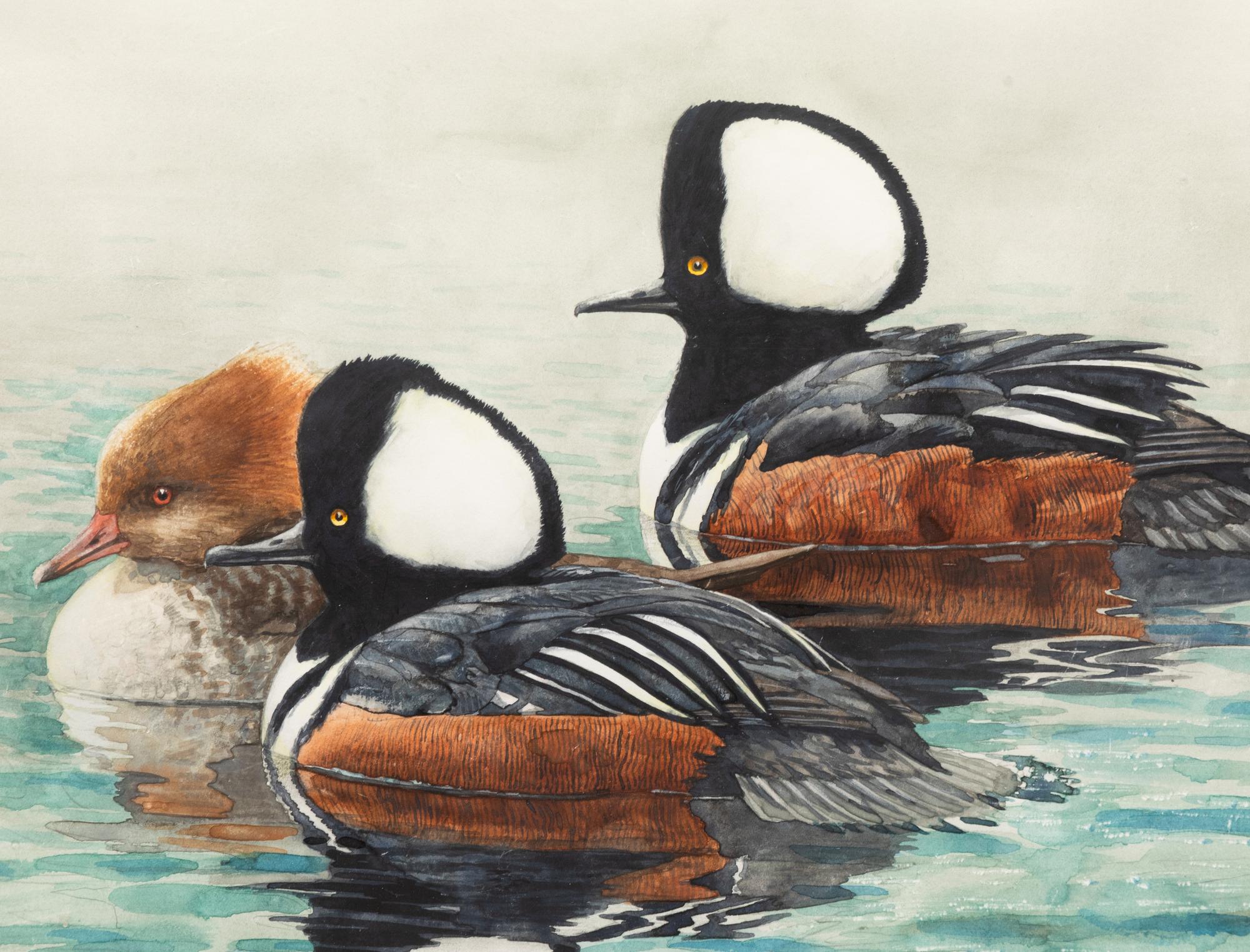 Hooded Merganser