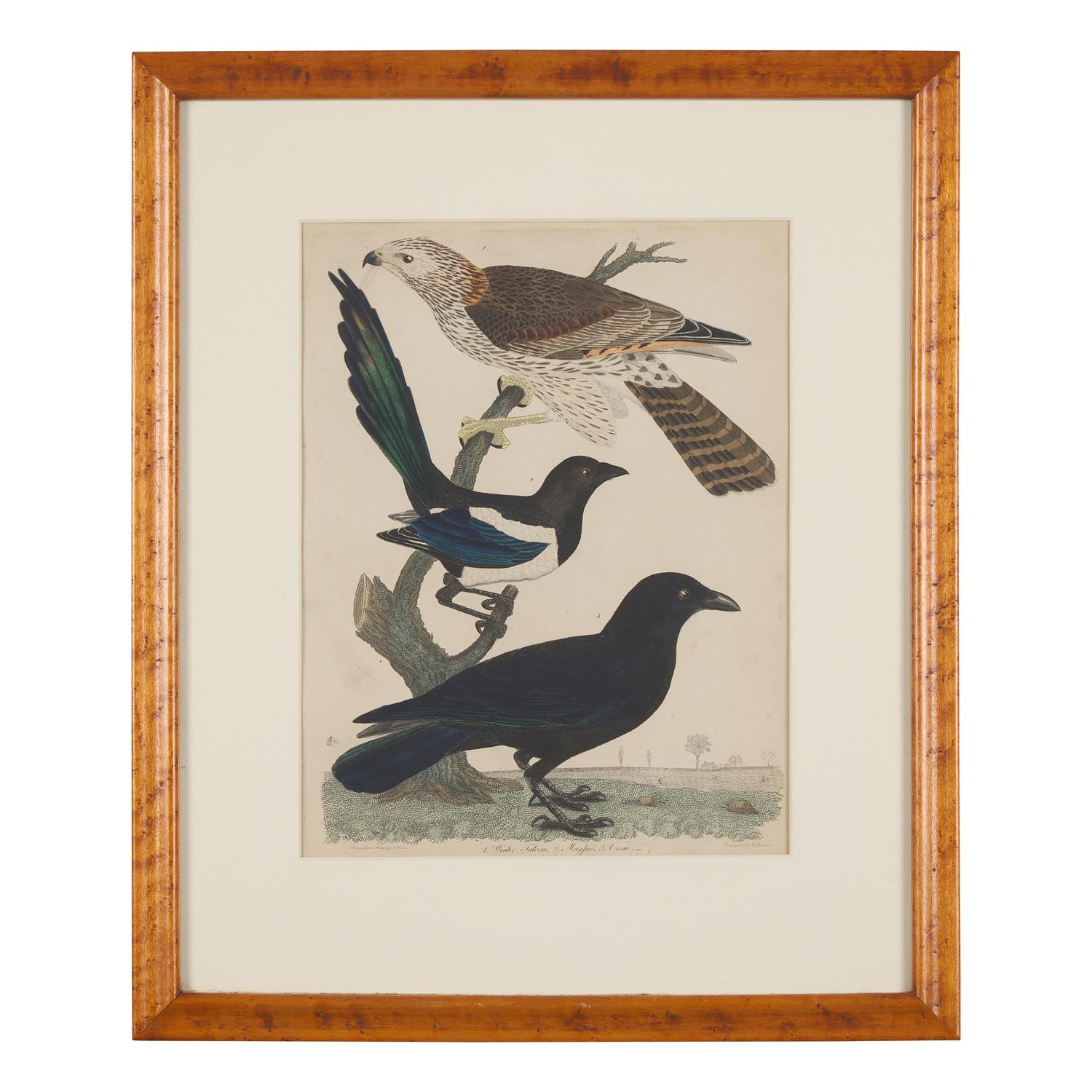 Alexander Lawson (1773-1846) and John G. Warnicke (died 1818), After Alexander Wilson (1766-1813), A Set of Sixteen Hand-Colored Engravings of Various Birds