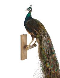 A Taxidermy Peacock ( Pavo cristatus)