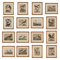 Alexander Lawson (1773-1846) and John G. Warnicke (died 1818), After Alexander Wilson (1766-1813), A Set of Sixteen Hand-Colored Engravings of Various Birds