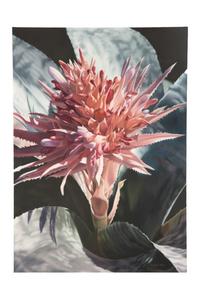 Aechmea , 1999