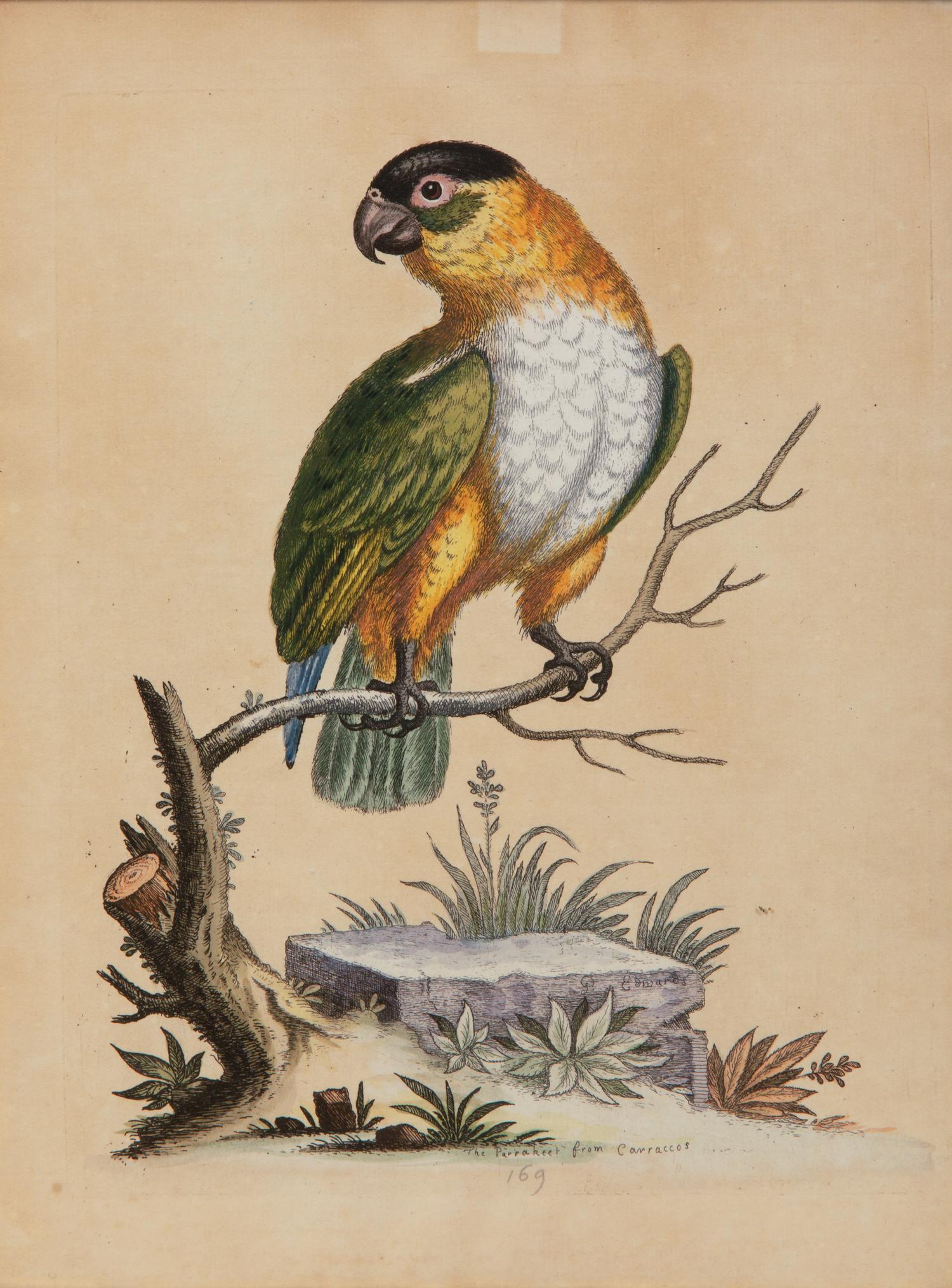 A Set of Twelve Hand-Colored Engravings of Parrots from A Natural History of Uncommon Birds by George Edwards (English, 1694-1773)