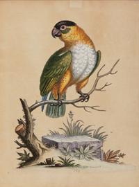 A Set of Twelve Hand-Colored Engravings of Parrots from A Natural History of Uncommon Birds by George Edwards (English, 1694-1773)