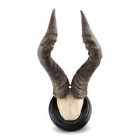 A Taxidermy Hartebeest Antler Mount