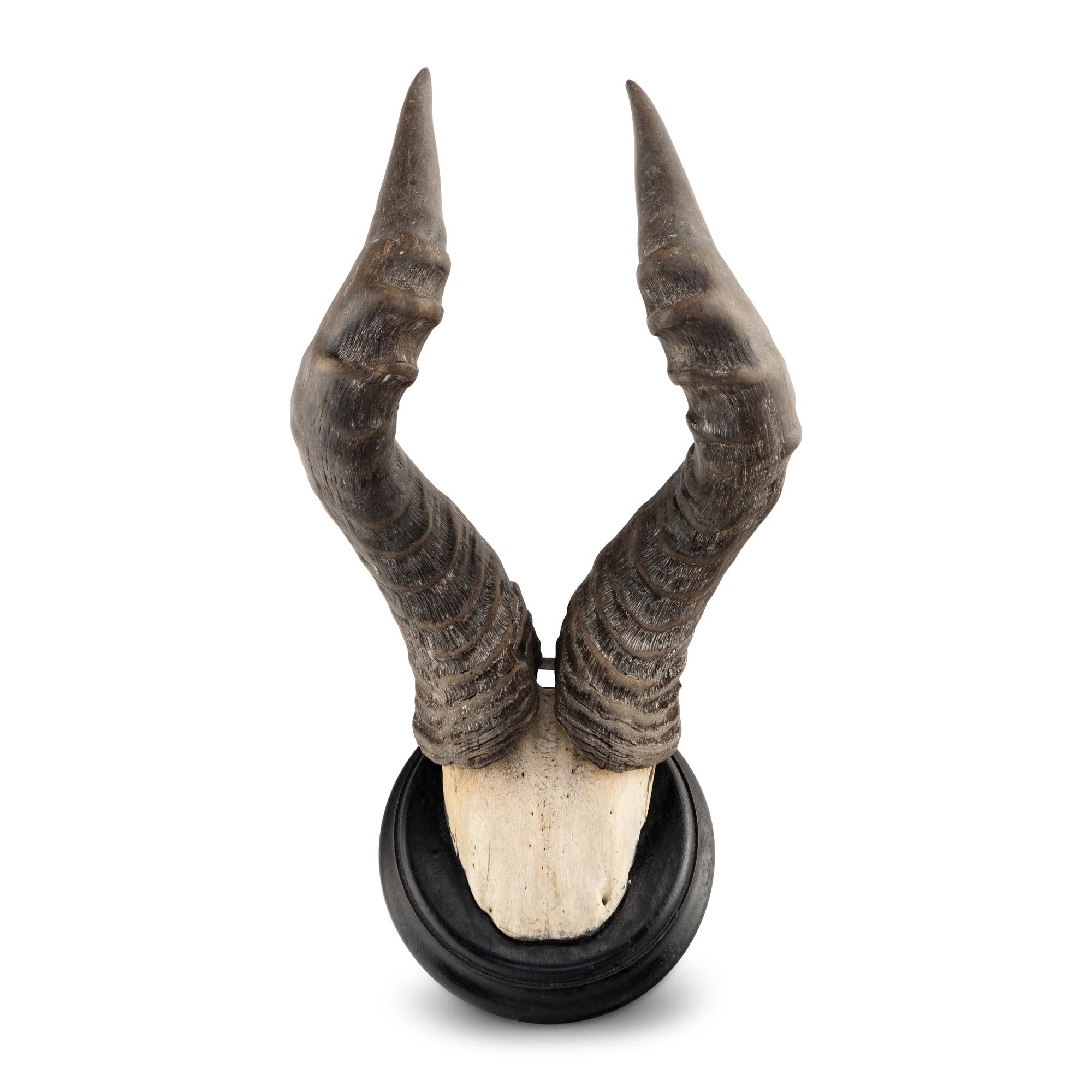A Taxidermy Hartebeest Antler Mount