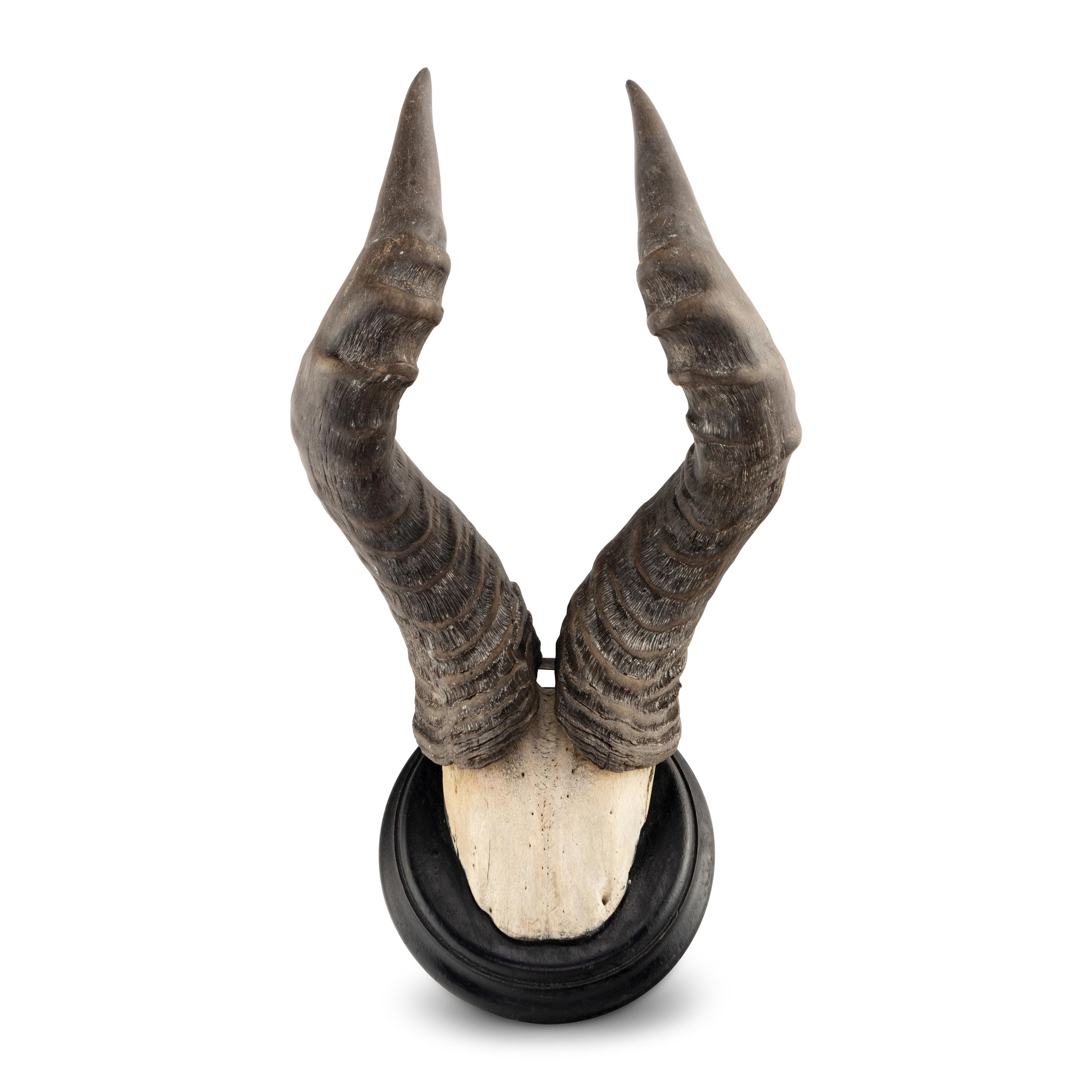 A Taxidermy Hartebeest Antler Mount