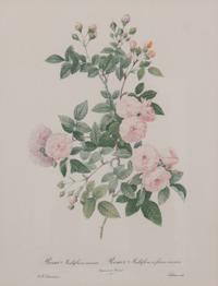 A Set of Four Handcolored Botanical Engravings Height of frames 21 x width 17 inches.
