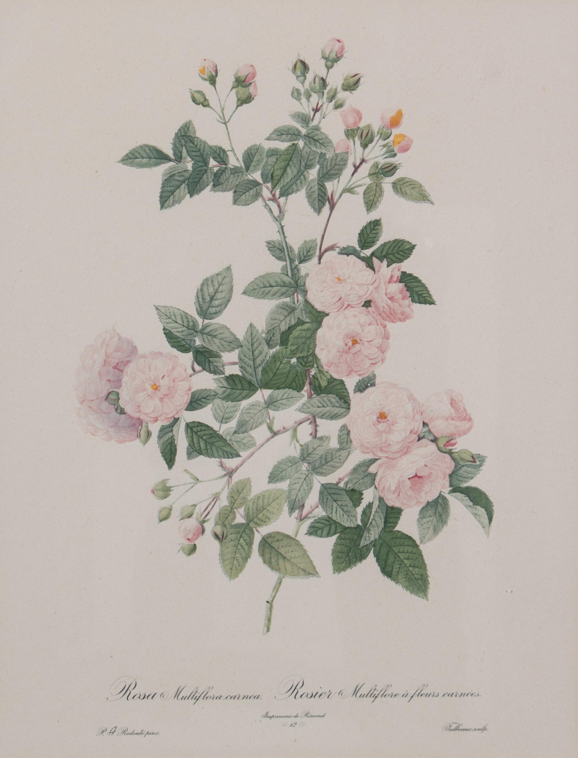 A Set of Four Handcolored Botanical Engravings Height of frames 21 x width 17 inches.