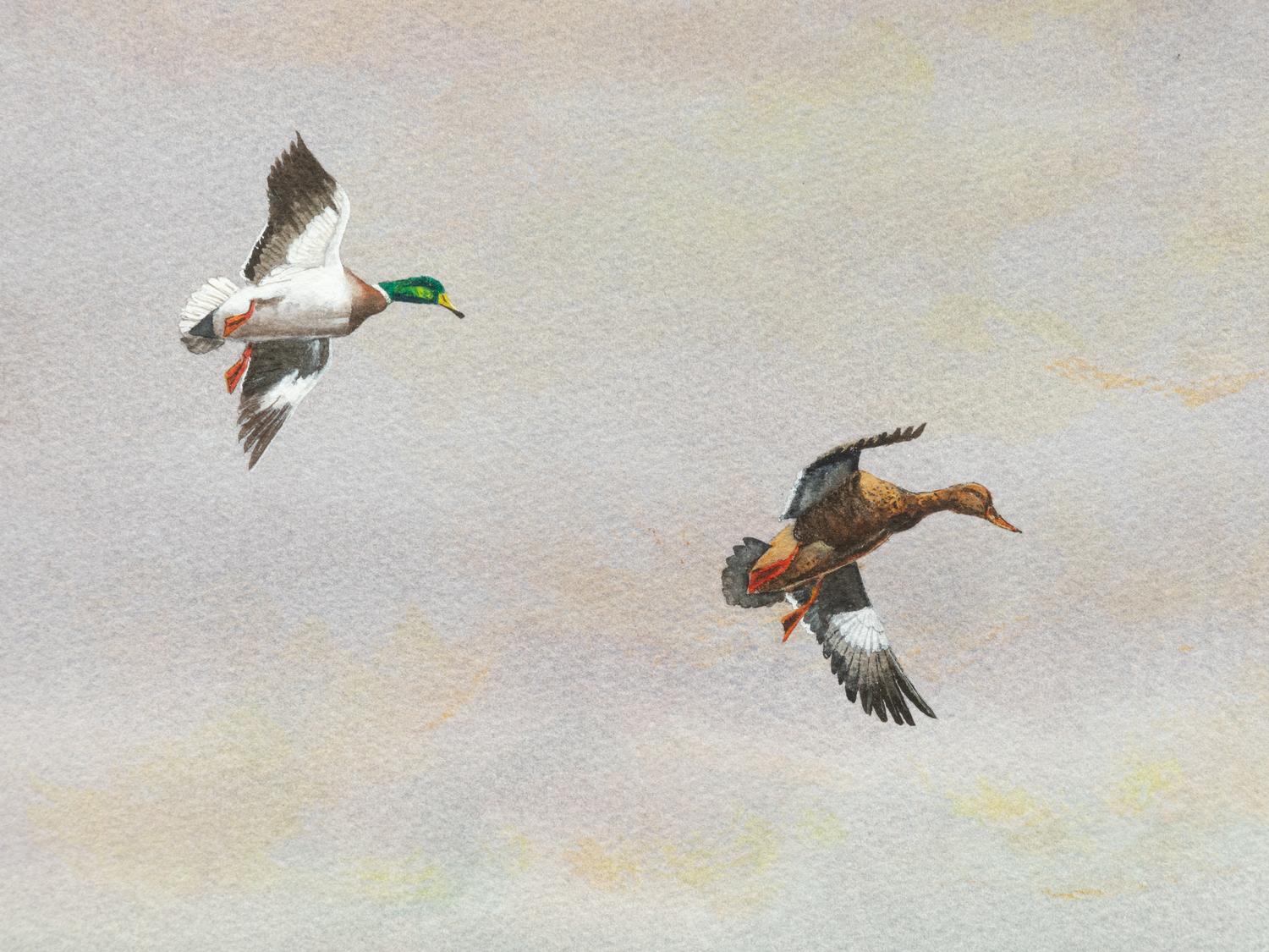 Delta Country Ducks