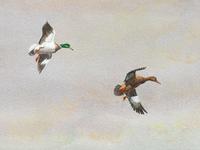 Delta Country Ducks