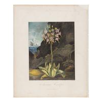 [Natural History] Thornton, Robert John. Group of 18 botanical plates from the 1812 quarto edition of "Temple of Flora"