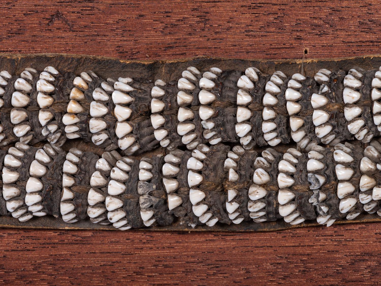 Iñupiat Woman's Caribou Tooth Belt
