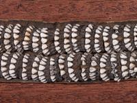 Iñupiat Woman's Caribou Tooth Belt